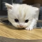 マンチカン(長足)【兵庫県・男の子・2025年1月28日・カメオ&ホワイト】の写真2