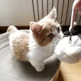 マンチカン(短足)【兵庫県・男の子・2025年1月28日・レッド&ホワイト】の写真3