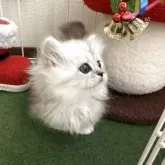 ミヌエット(短足)【兵庫県・女の子・2025年10月21日・ブルーシルバータビー】の写真4