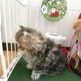 ミヌエット(長足)【兵庫県・男の子・2025年11月4日・シェーテッドゴールデン】の写真5