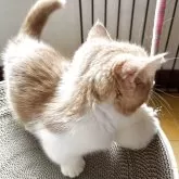 マンチカン(短足)【兵庫県・男の子・2025年1月28日・レッド&ホワイト】の写真5