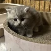 ミヌエット(短足)【兵庫県・女の子・2025年1月27日・ブルーパッチドタビー】の写真5