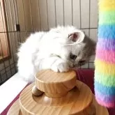 ペルシャ【兵庫県・男の子・2025年6月20日・ブルーチンチラシルバー】の写真5