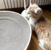 マンチカン(短足)【兵庫県・男の子・2025年1月28日・レッド&ホワイト】の写真6