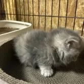 ミヌエット(短足)【兵庫県・女の子・2025年1月27日・ブルーパッチドタビー】の写真7