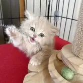 マンチカン(短足)【兵庫県・男の子・2025年11月20日・クリームタビー】の写真7