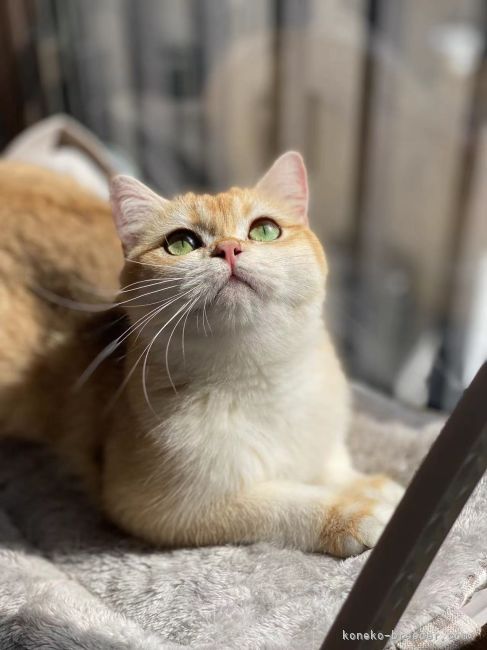 親猫のグルルちゃんです。性格が活発で可愛いママです。｜米倉　朱音(よねくら　あかね)ブリーダー(千葉県・ブリティッシュショートヘアなど・CFA/TICA/ACC登録)の紹介写真3