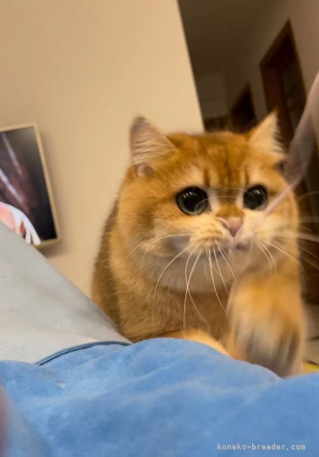 親猫のドゥンドゥンちゃんです。体格が大きめです。｜米倉　朱音(よねくら　あかね)ブリーダー(千葉県・ブリティッシュショートヘアなど・CFA/TICA/ACC登録)の紹介写真4