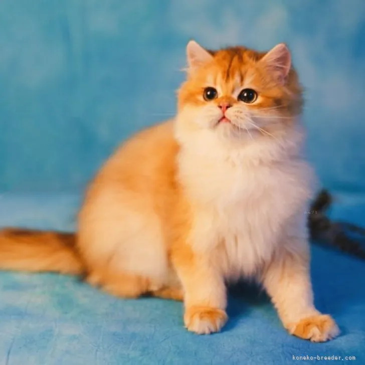 ID：2308-01356の子猫