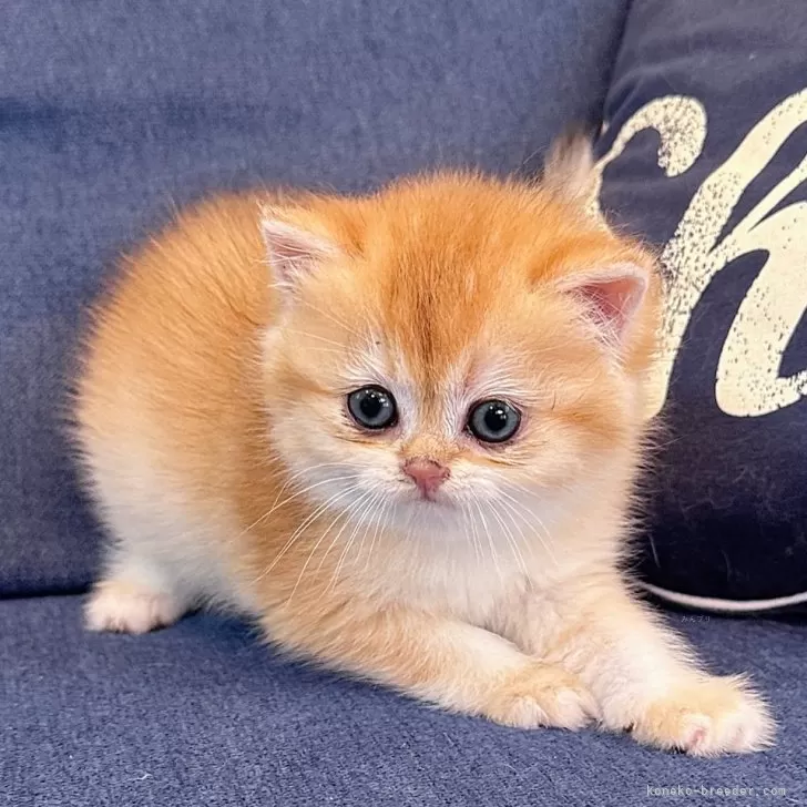 ID:2411-01768の子猫