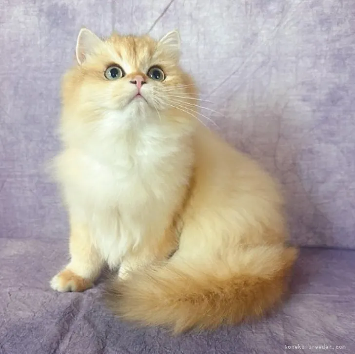 ID:2308-01355の子猫