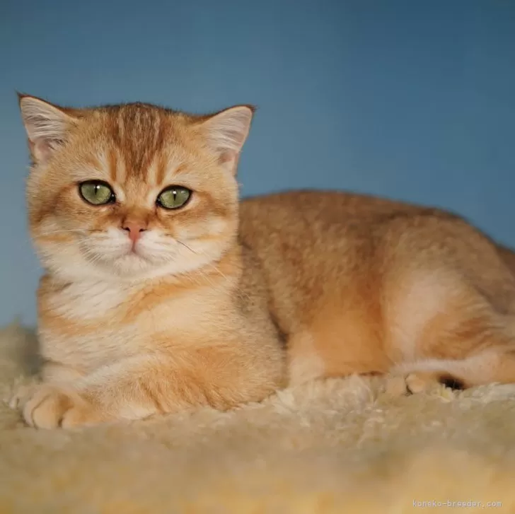 ID：2406-00177の子猫