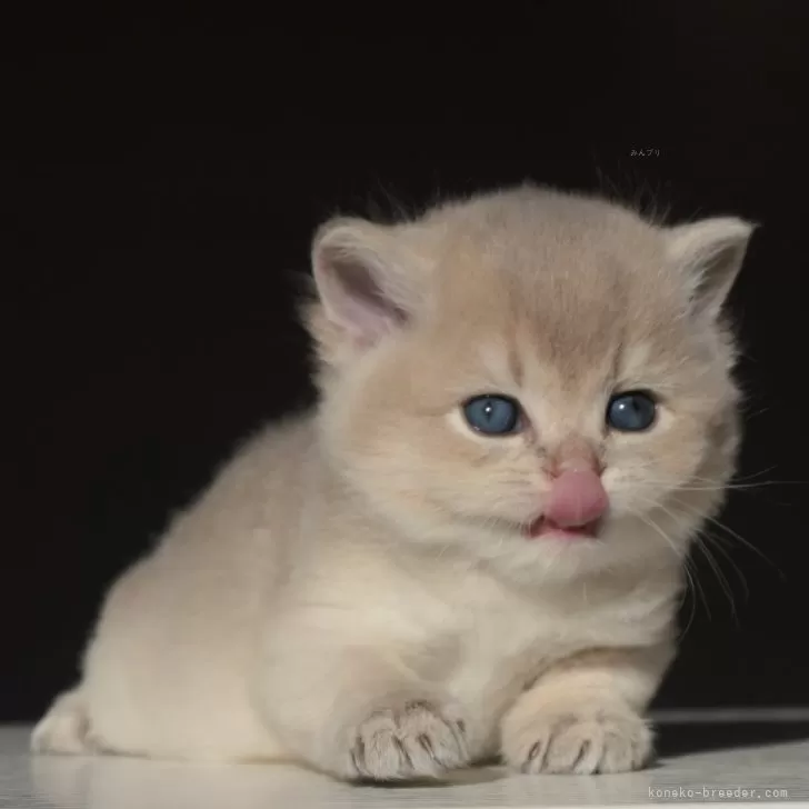 ID:2402-01432の子猫
