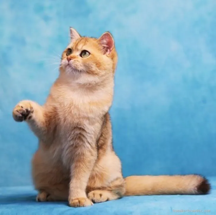 ID:2305-03415の子猫