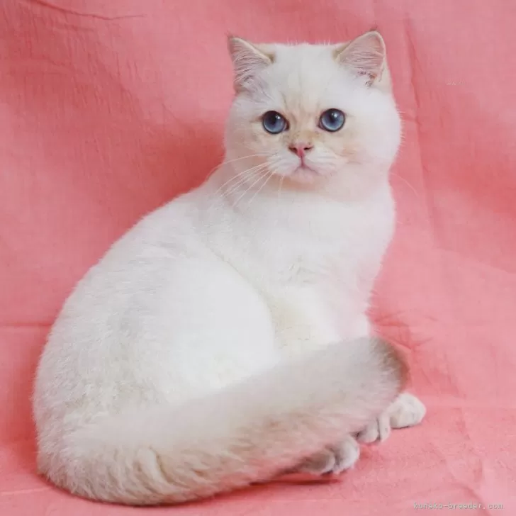 ID:2408-02594の子猫