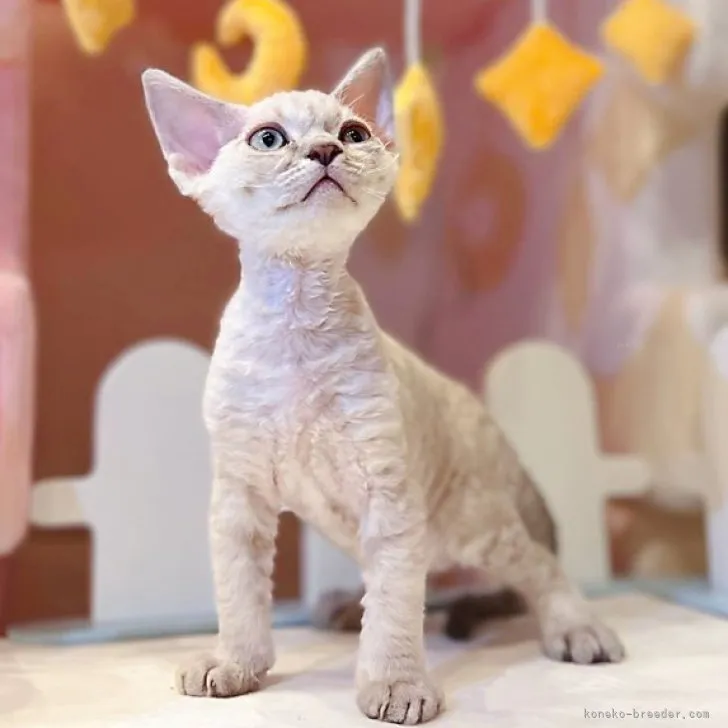 ID：2309-01870の子猫