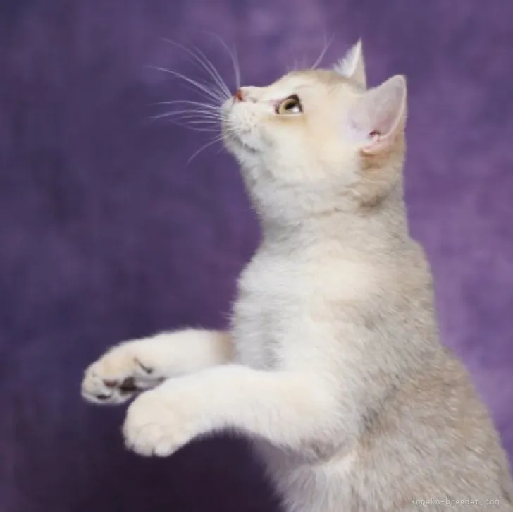 ID：2308-01923の子猫