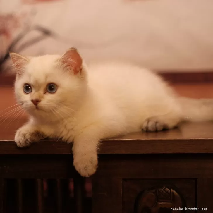 ID:2406-02372の子猫