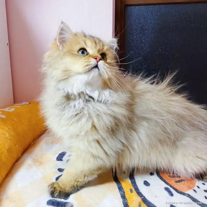 ID:2212-02077の子猫