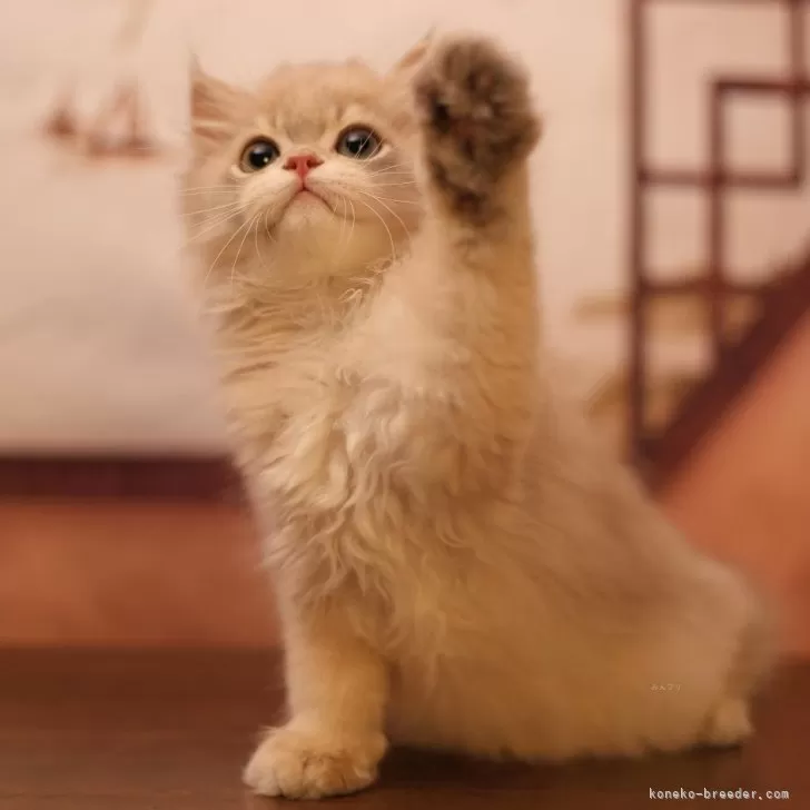 ID:2407-02908の子猫