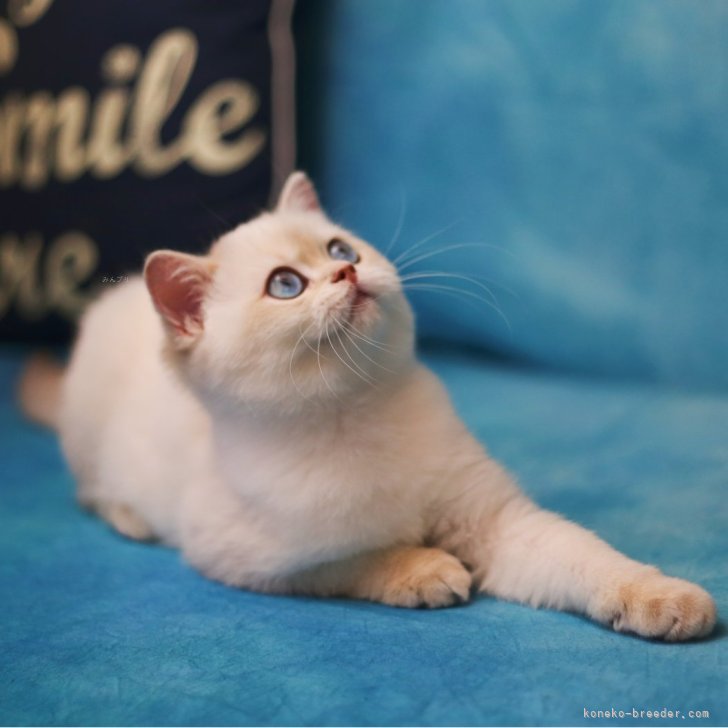 cat_img_1_c5100a495b99.jpg