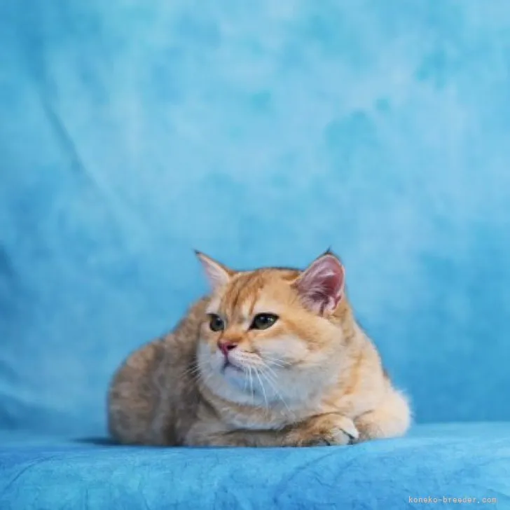 ID:2308-02641の子猫