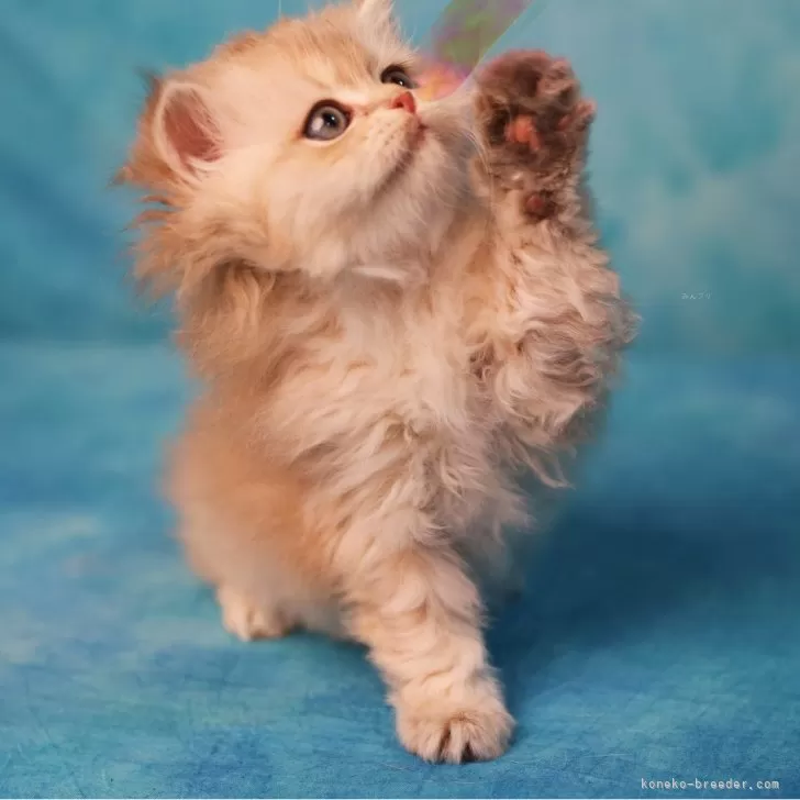ID：2401-01951の子猫