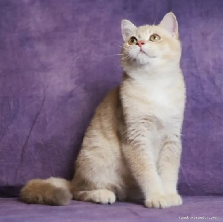 ID:2308-01950の子猫