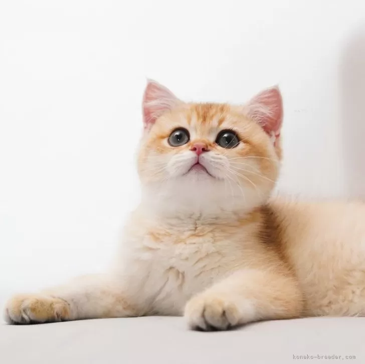 ID：2407-00915の子猫