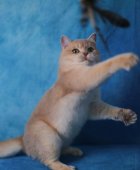 ブリティッシュショートヘア【・女の子・2023年3月15日・キャラメルブルーゴールデンシェーデッド】