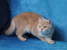 ブリティッシュショートヘア【・女の子・2023年3月15日・キャラメルブルーゴールデンシェーデッド】