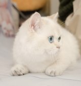 ブリティッシュショートヘア【・女の子・2022年6月11日・ゴールドポイント】