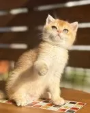 ブリティッシュショートヘア【千葉県・女の子・2024年3月3日・ブラックゴールデンシェーデッド】の写真4「一緒に遊ぼう！」