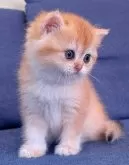 ブリティッシュショートヘア【千葉県・女の子・2024年10月3日・ブラックゴールデンシェーデッド】の写真5