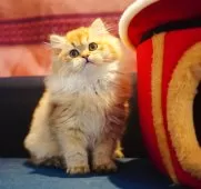 ブリティッシュショートヘア【千葉県・男の子・2024年11月5日・ブラックゴールデンシェーデッド】の写真7