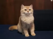 ブリティッシュショートヘア【千葉県・女の子・2025年6月15日・ライラックゴールデンシェーデッド】の写真7