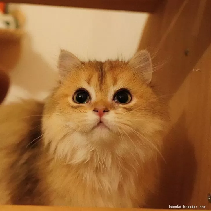 ID：2502-00434の子猫