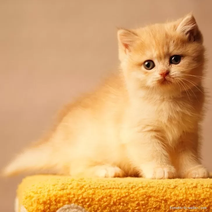 ブリティッシュショートヘア【千葉県・男の子・2025年10月20日・キャラメルブルーゴールデンシェーデッド】の写真1「顔は真ん丸です。最高に可愛い」