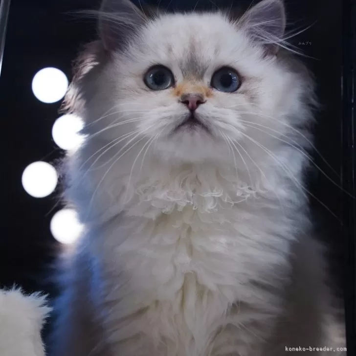 ID:2501-01923の子猫