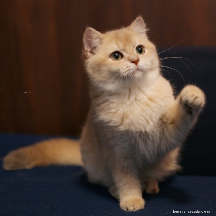 ブリーダー画像