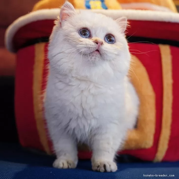 ID:2411-02274の子猫
