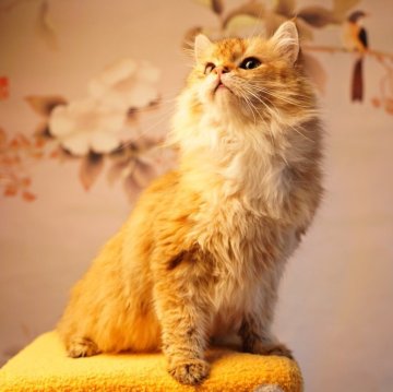 ブリティッシュロングヘア【千葉県・男の子・2025年6月15日・ライラックゴールデンシェーデッド（シルク糸のような艶があり美しい）】の写真「とても人懐っこい、甘えん坊です。」