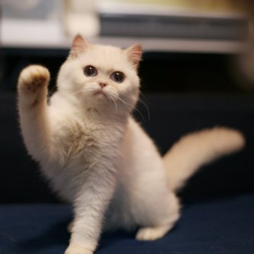 ブリティッシュショートヘア【千葉県・女の子・2025年6月15日・ライラックゴールデンポイント（柔らかくてふわふわ）】の写真「とても人懐っこい、甘えん坊です。」