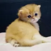 ブリティッシュショートヘア