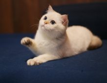 ブリティッシュショートヘア