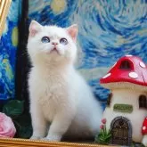 ブリティッシュショートヘア