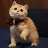 ブリティッシュショートヘア