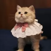 ブリティッシュショートヘア