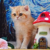ブリティッシュショートヘア