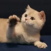 ブリティッシュショートヘア